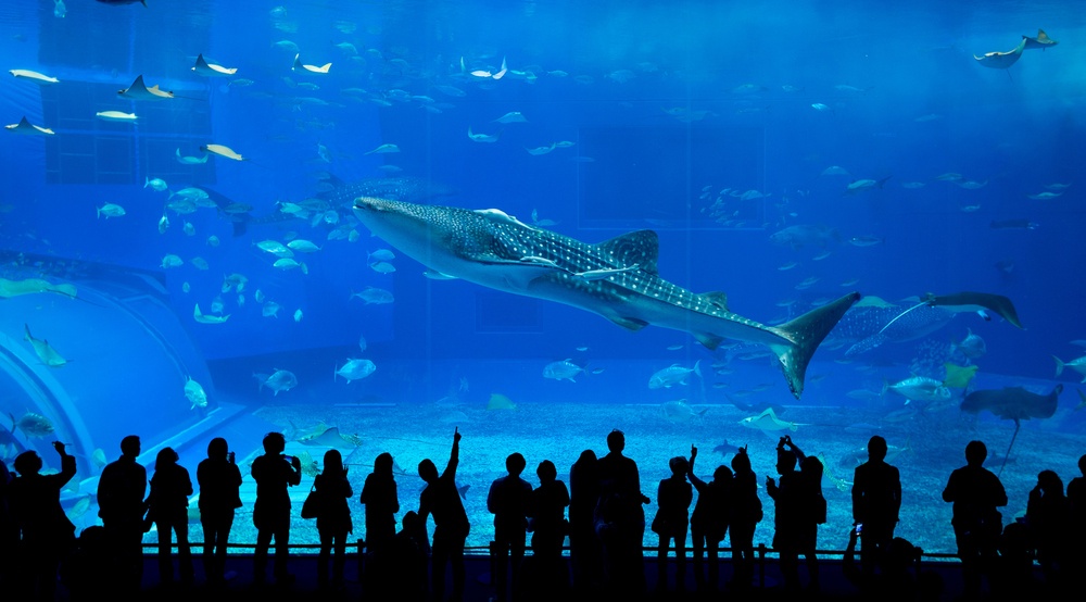 Acuario Churaumi Okinawa, Japón