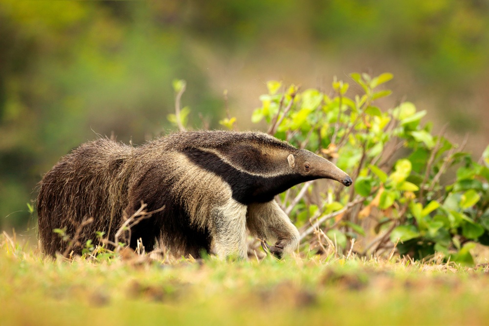 La curiosa lengua de los osos hormigueros