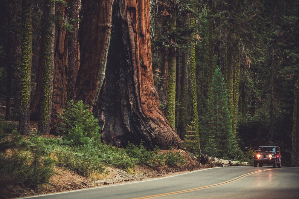 Secuoya gigante (Sequoia National Forest, Estados Unidos)