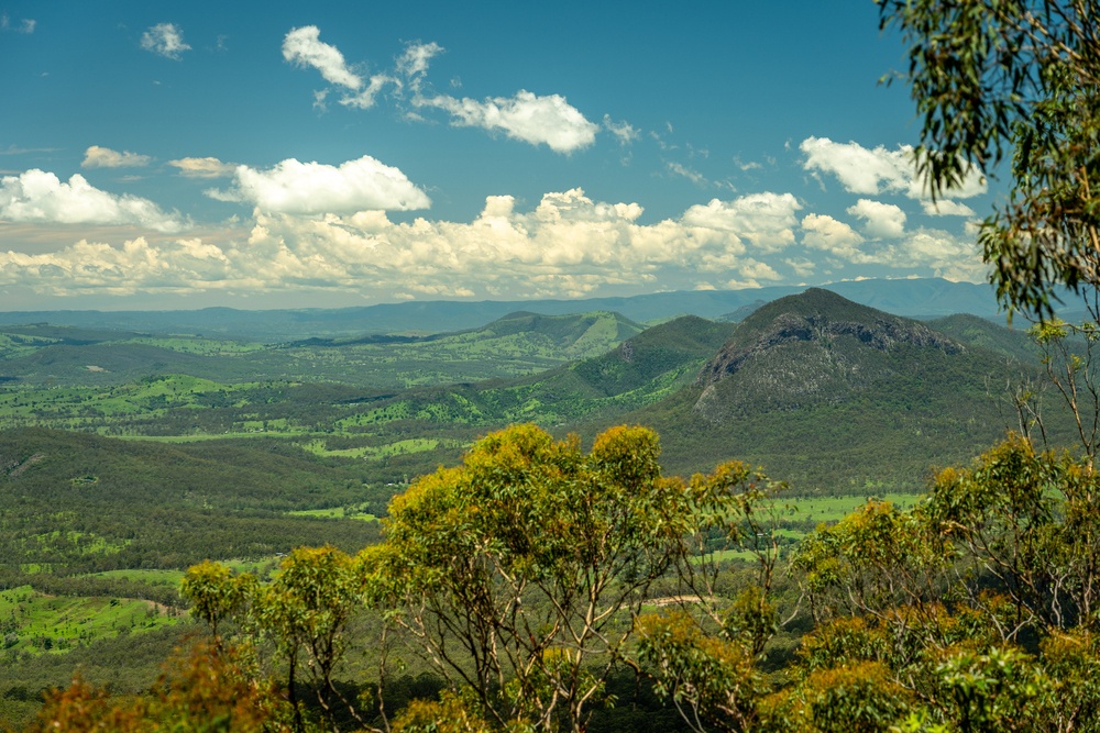 Eucalipto gris de montaña (South East Forest National Park en Nueva Gales del Sur, Australia)