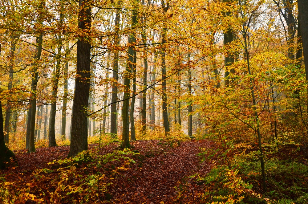 Bosque de Spessart (Alemania)