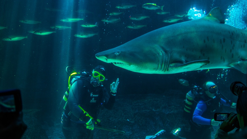 Acuario Dos Océanos, Sudáfrica