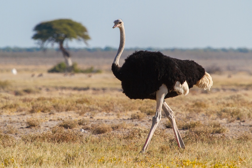 Las aves que dejaron de volar