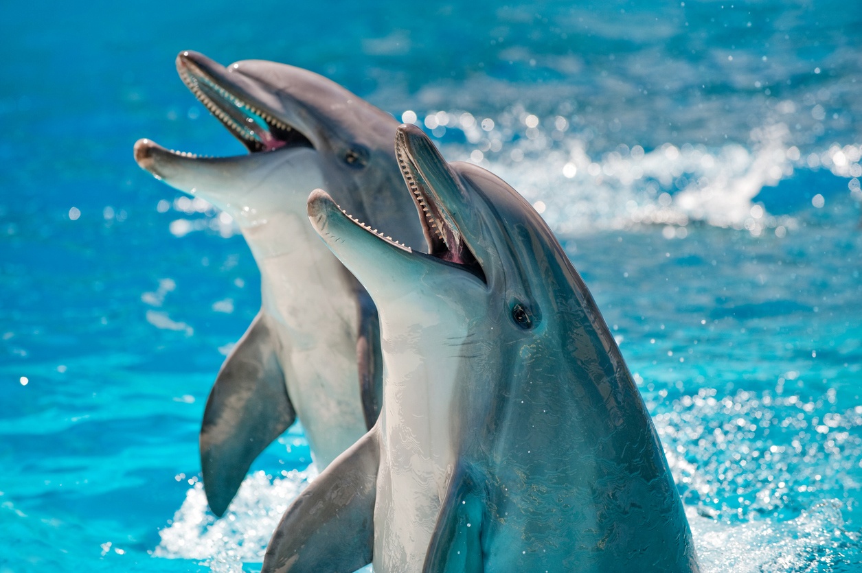 Ballenas y delfines tenían patas