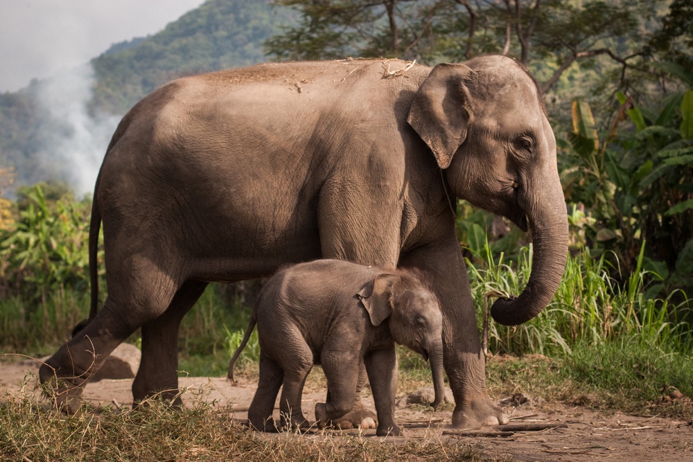 El elefante y su trompa