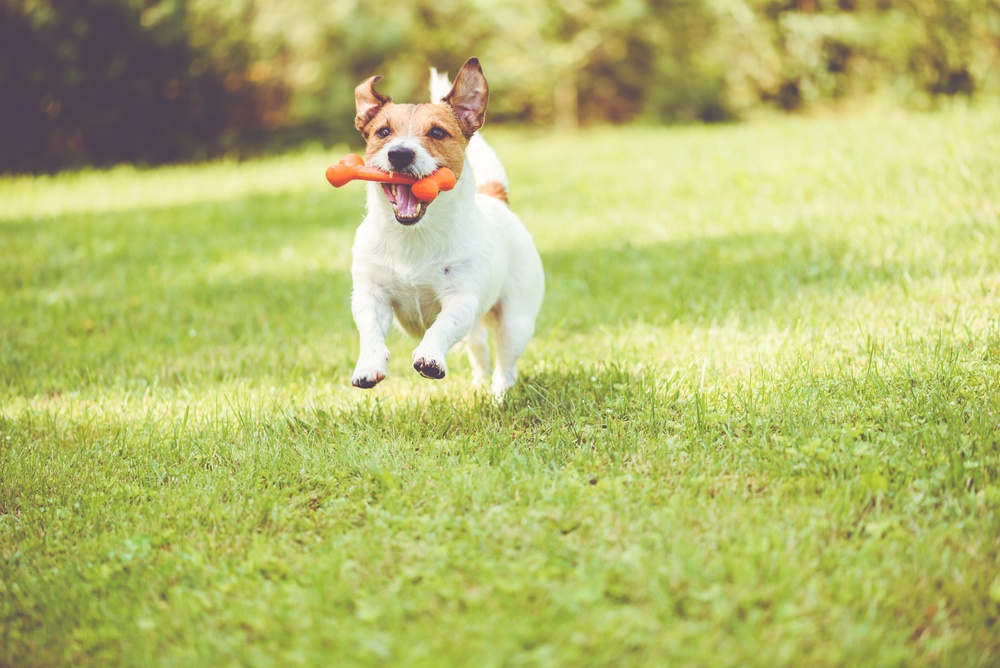 Ofrecerle un juguete a tu perro cuando muerde tus zapatos