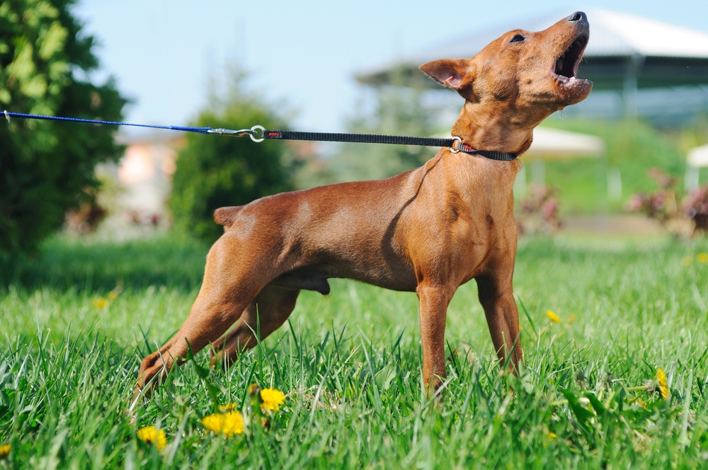 Ordenar a tu perro que cese de ladrar