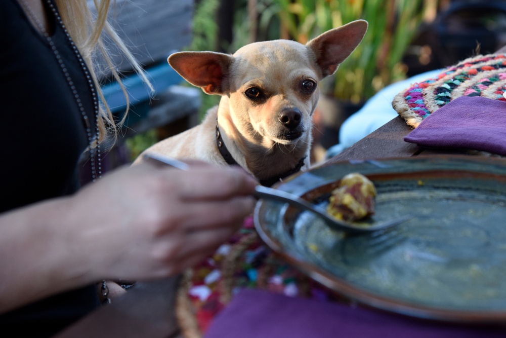 Ofrecerle comida de tu plato a tu perro