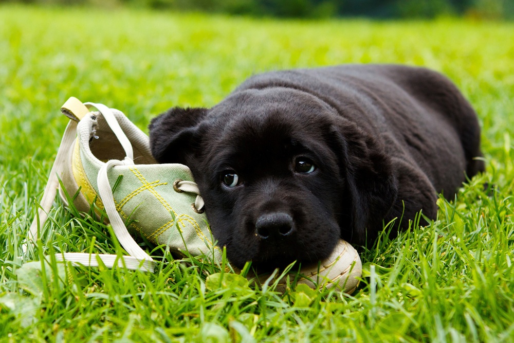 Atribuir a tu perro la masticación de tu zapato como venganza