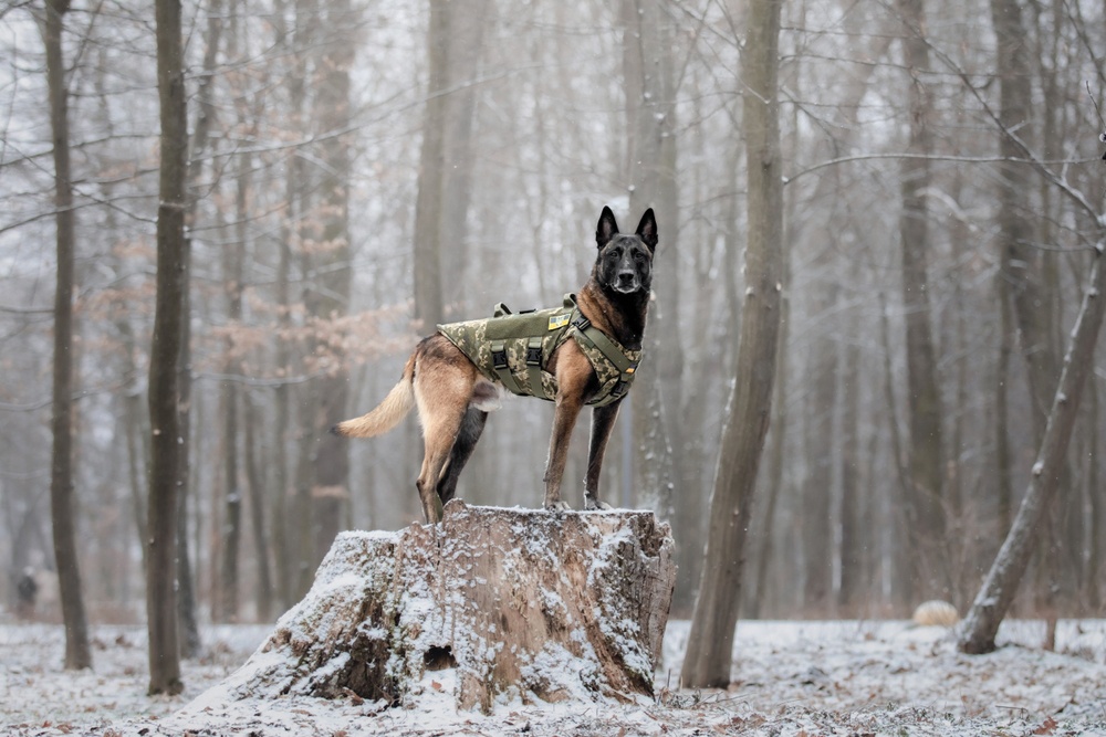 Malinois belga