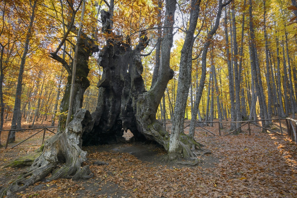 El Tiemblo (Ávila)