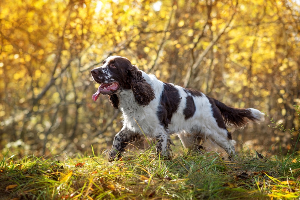 Springer spaniel inglés