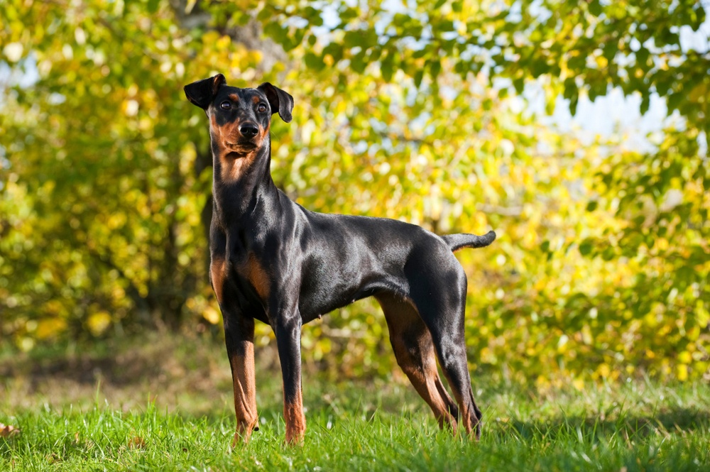 Pinscher alemán