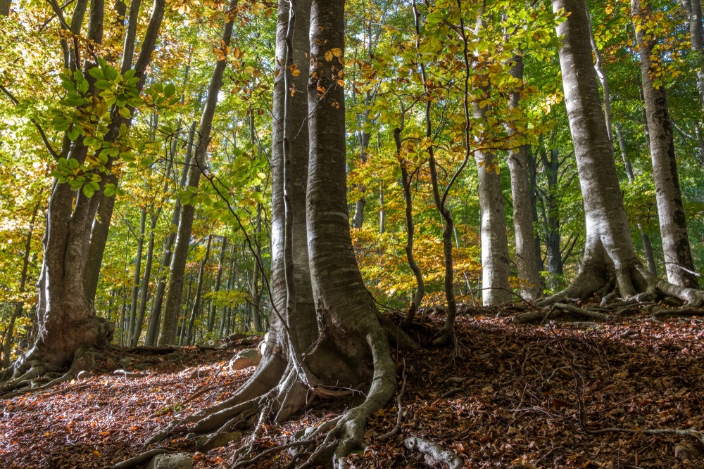 Montseny (Cataluña)