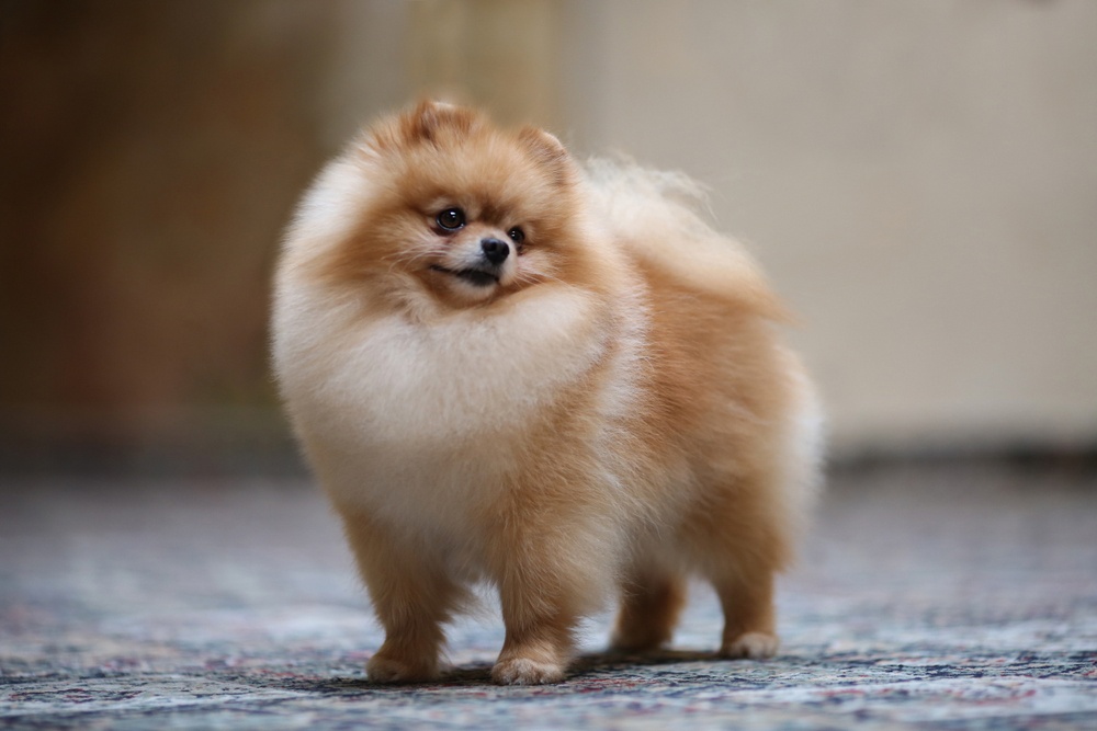 Pomerania