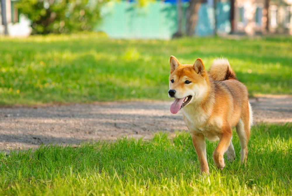 Shiba Inu