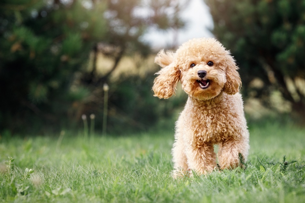 Caniche de juguete