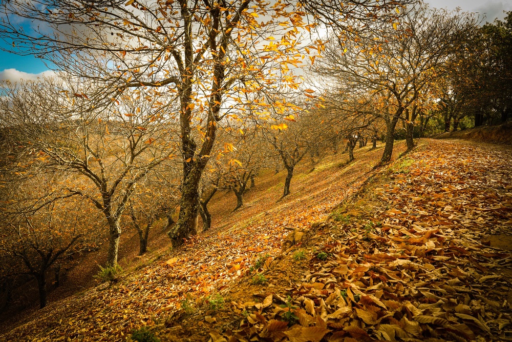 Valle del Genal (Málaga)