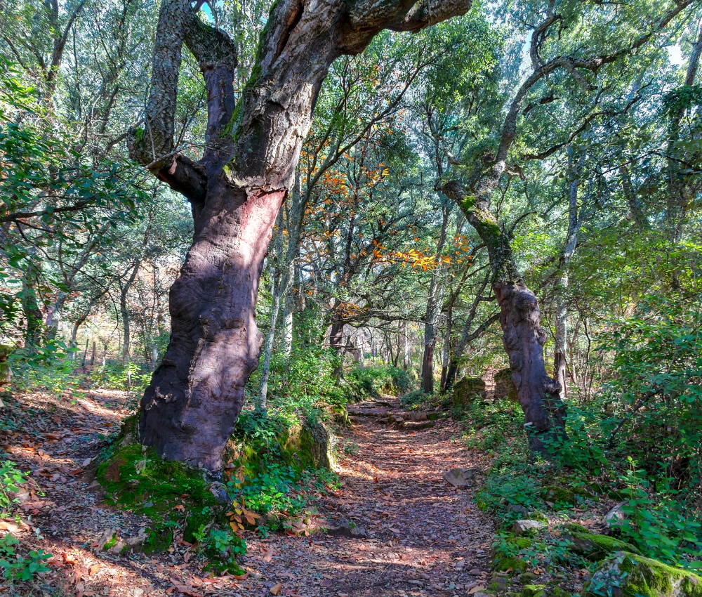 Sierra de Aracena (Andalucía)