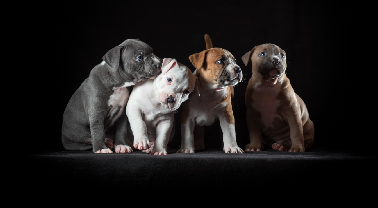 Los nombres de perro más populaer