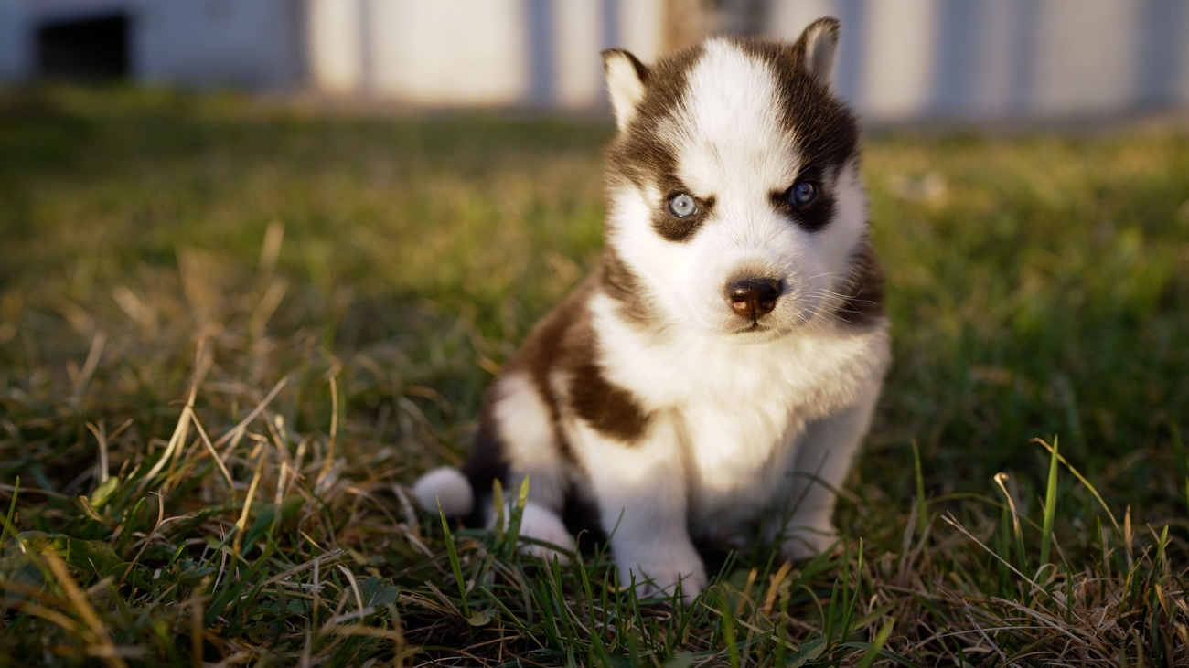 Luna es el nombre más común para los perros de España