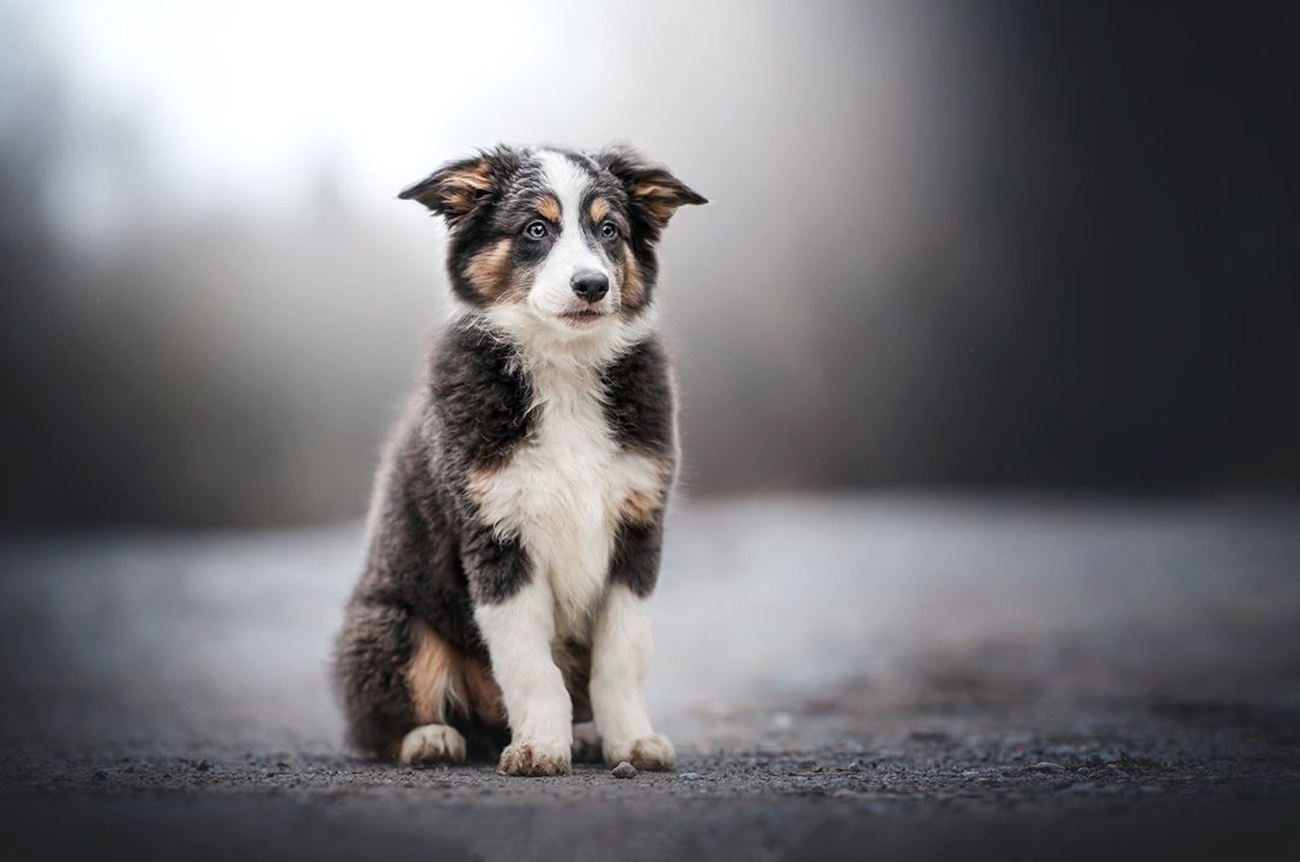 El mundo del entretenimiento influye en los nombres de nuestros perros