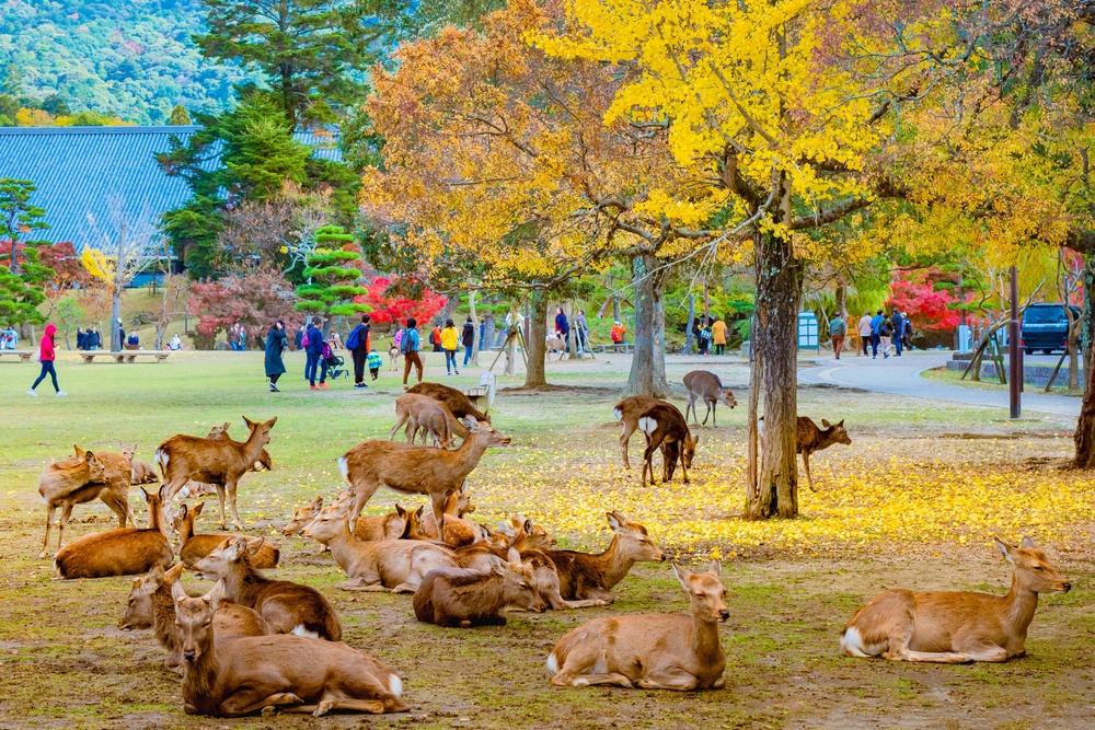 6 - Parque de Nara (Japón)