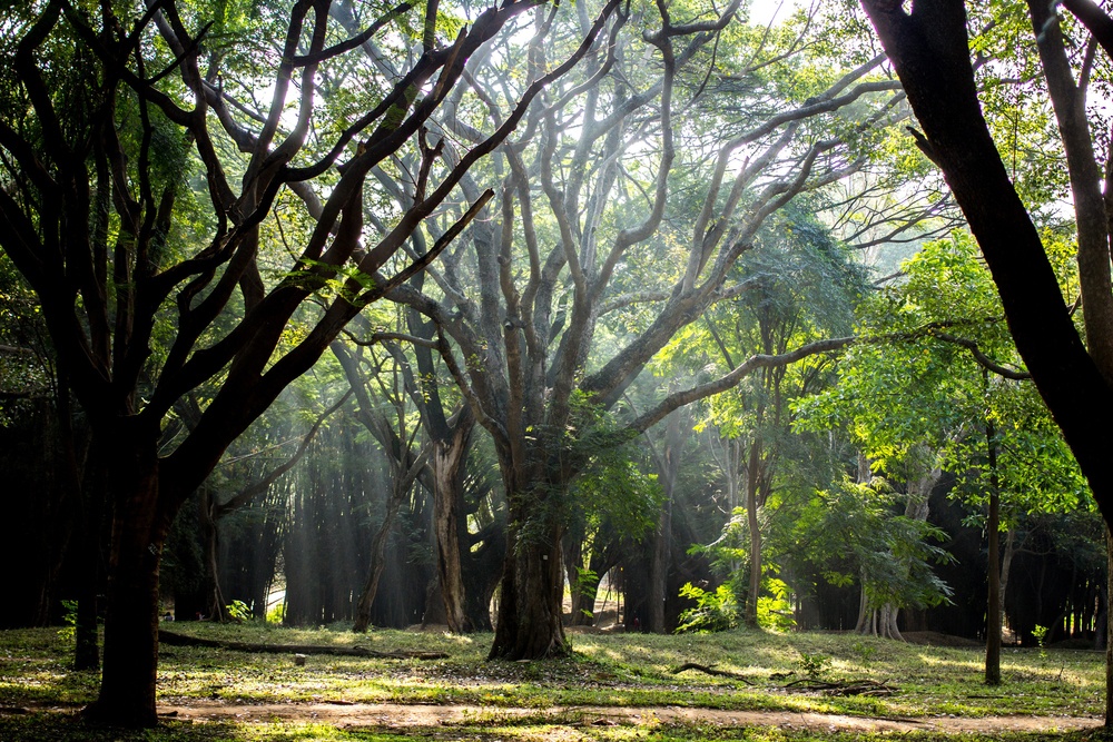 7 - Parque Cubbon (India)