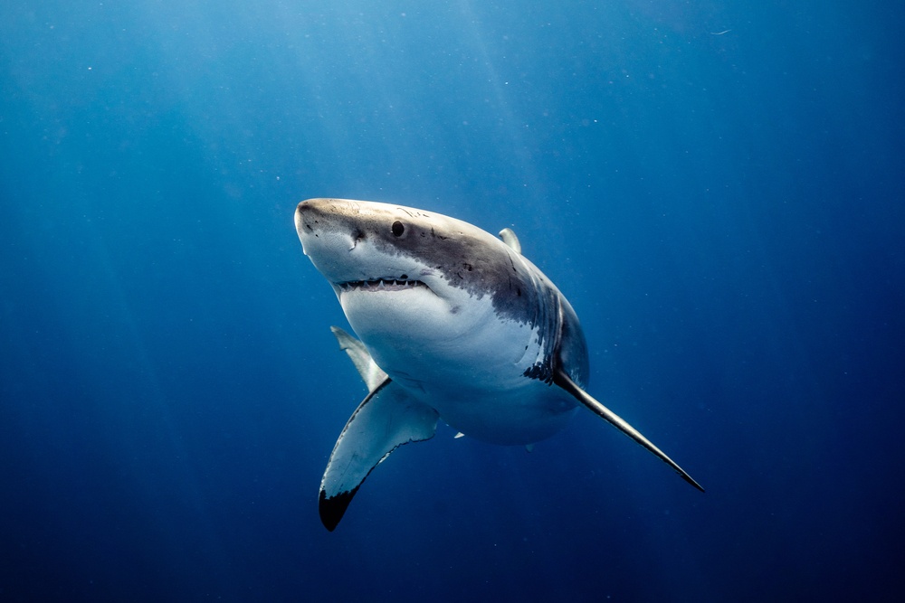 20 criaturas muy peligrosas que viven en el agua
