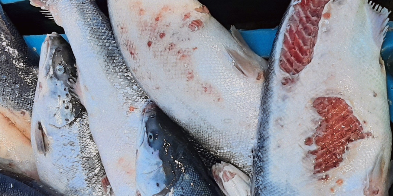 ¿Sabes cuál es el coste medioambiental de la pesca del salmón? El documental de Patagonia te lo muestra